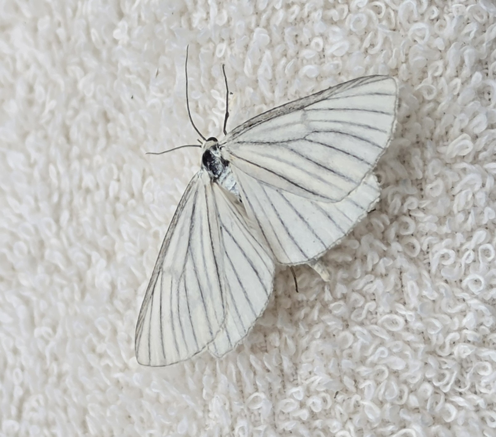 Photo of Black-veined Moth (Siona lineata)